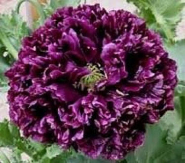 250 BLACK PEONY POPPY Papaver Peoniflorum Flower Seeds